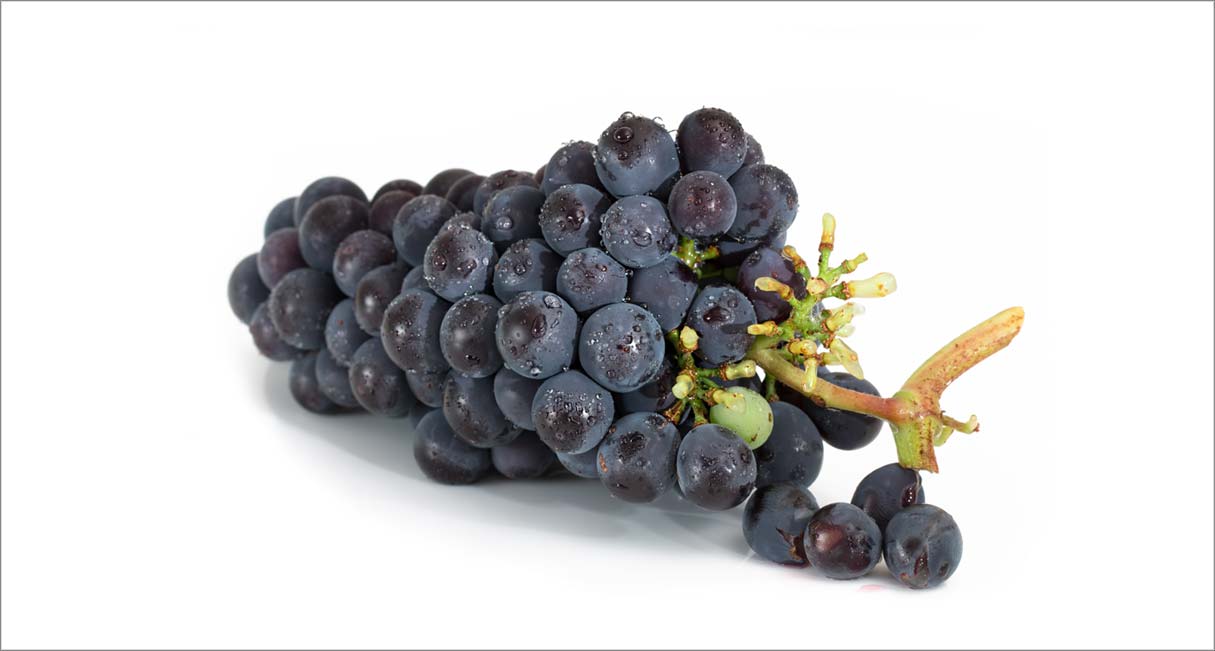CLONAL, GENETIC AND SANITARY SELECTION OF THE HIGH QUALITY TEMPRANILLO VARIETY IN THE DOCA RIOJA REGION