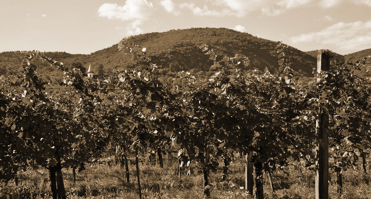 ADAPTATION OF DISEASE PREDICTION MODELS IN VINEYARDS IN THE DOCA RIOJA REGION FOR A SUSTAINABLE APPLICATION OF PHYTOSANITARY TREATMENTS.