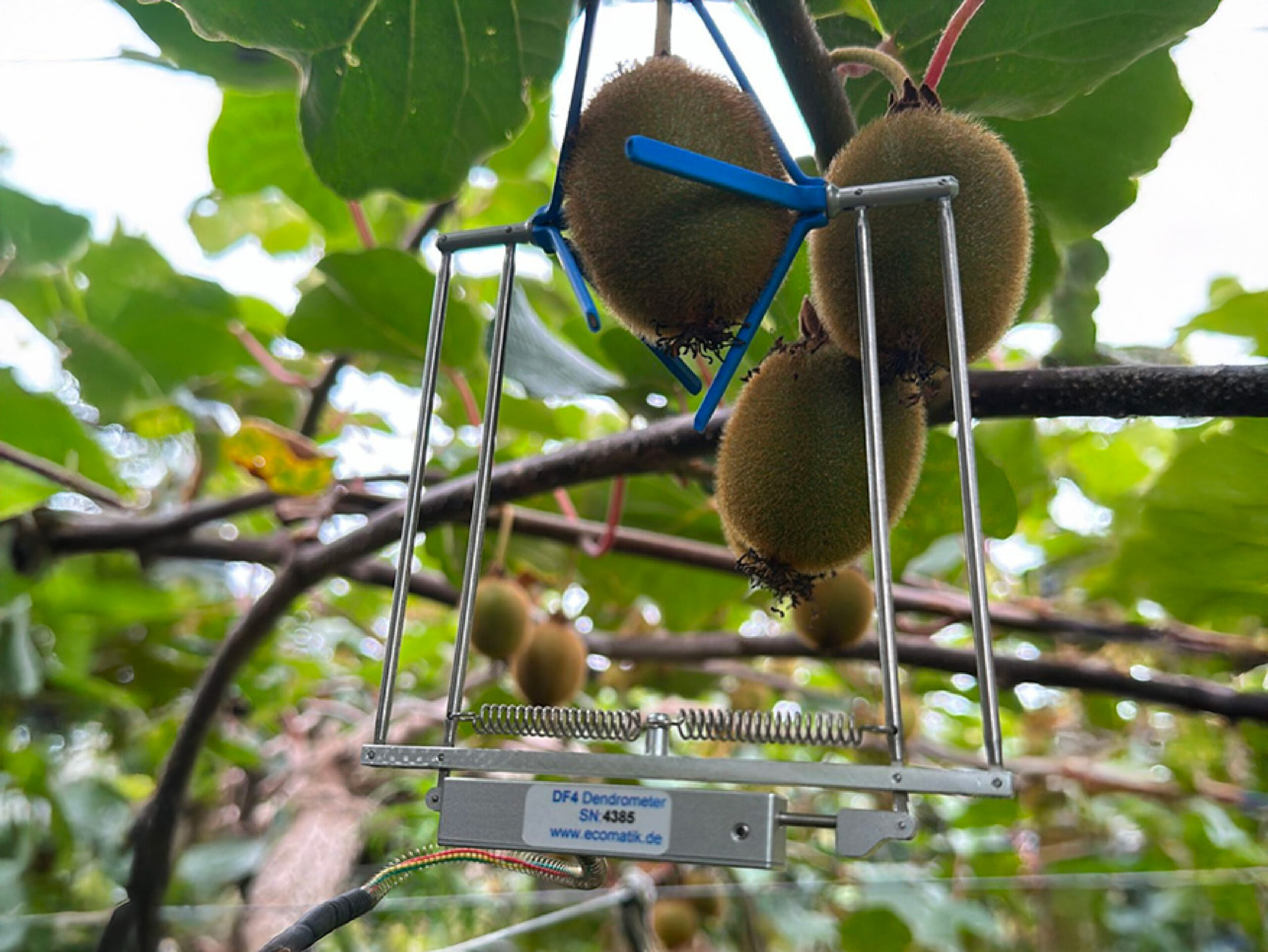 Finaliza la segunda anualidad del proyecto Kiwi-Sens